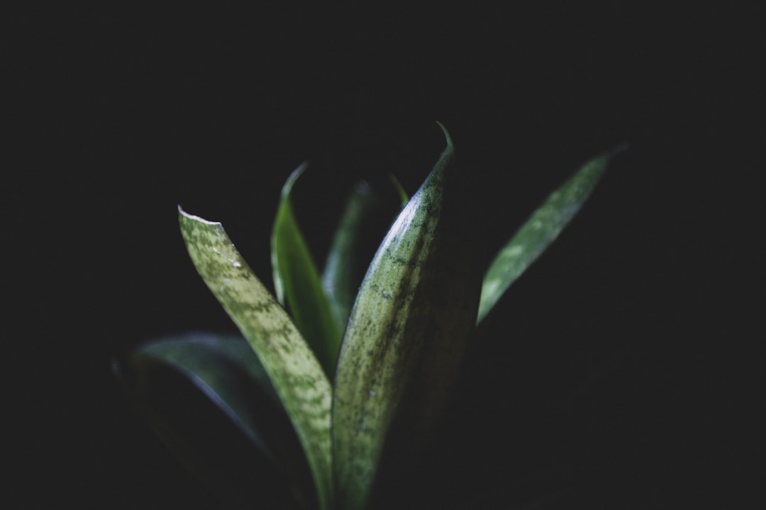 green plant in black background