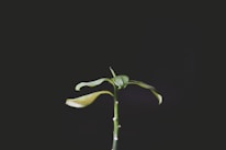 Fresh green leaves and seeds arranged on a clean white background reflecting purity and nature.