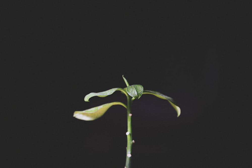 grüne Blütenknospe mit schwarzem Hintergrund