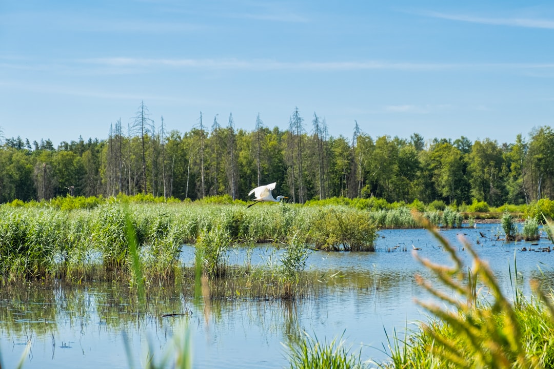 湿地で水鳥が飛ぶ様子