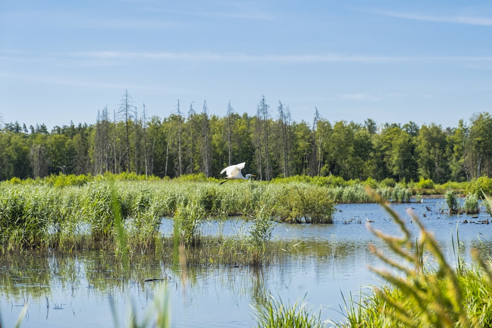 white bird flying over the lake during daytime