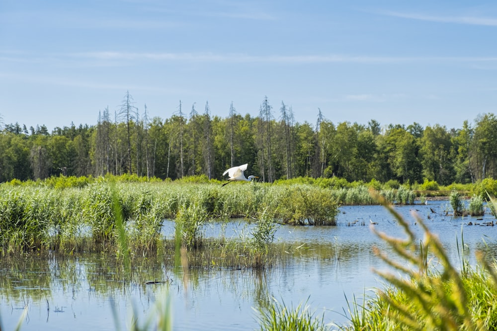 uccello bianco che sorvola il lago durante il giorno