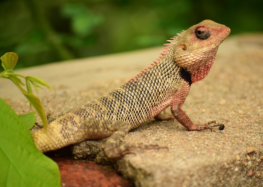 brown and black lizard on brown rock