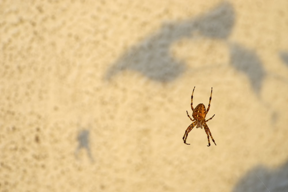 brown spider on white clouds during daytime
