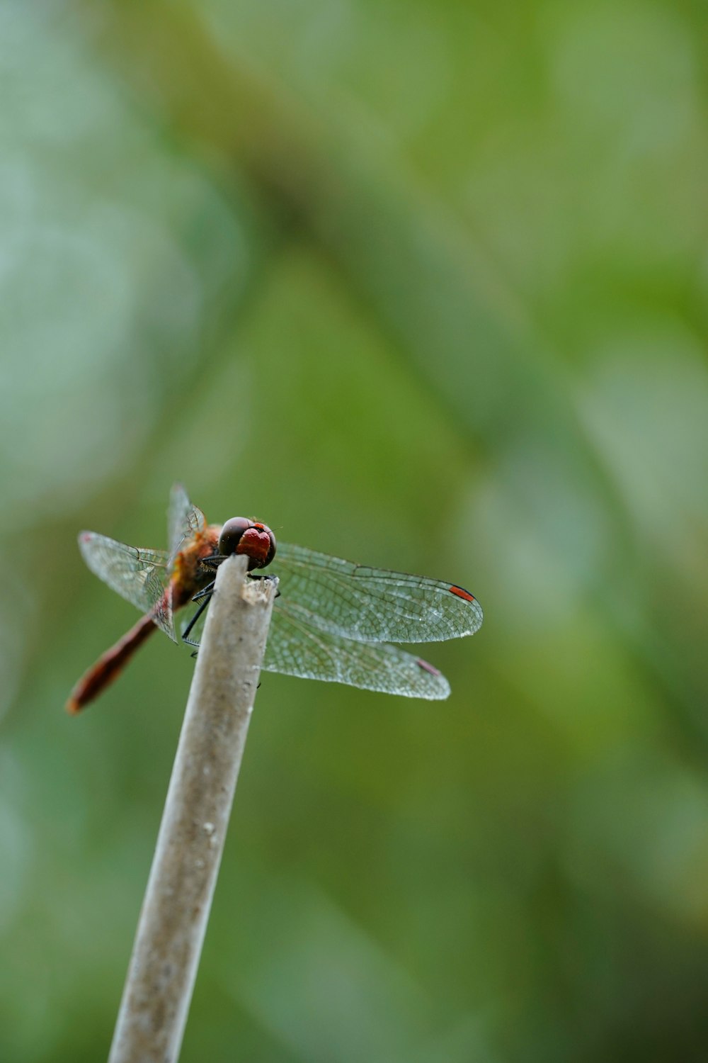 libellule rouge et noire perchée sur un bâton brun en gros plan pendant la journée
