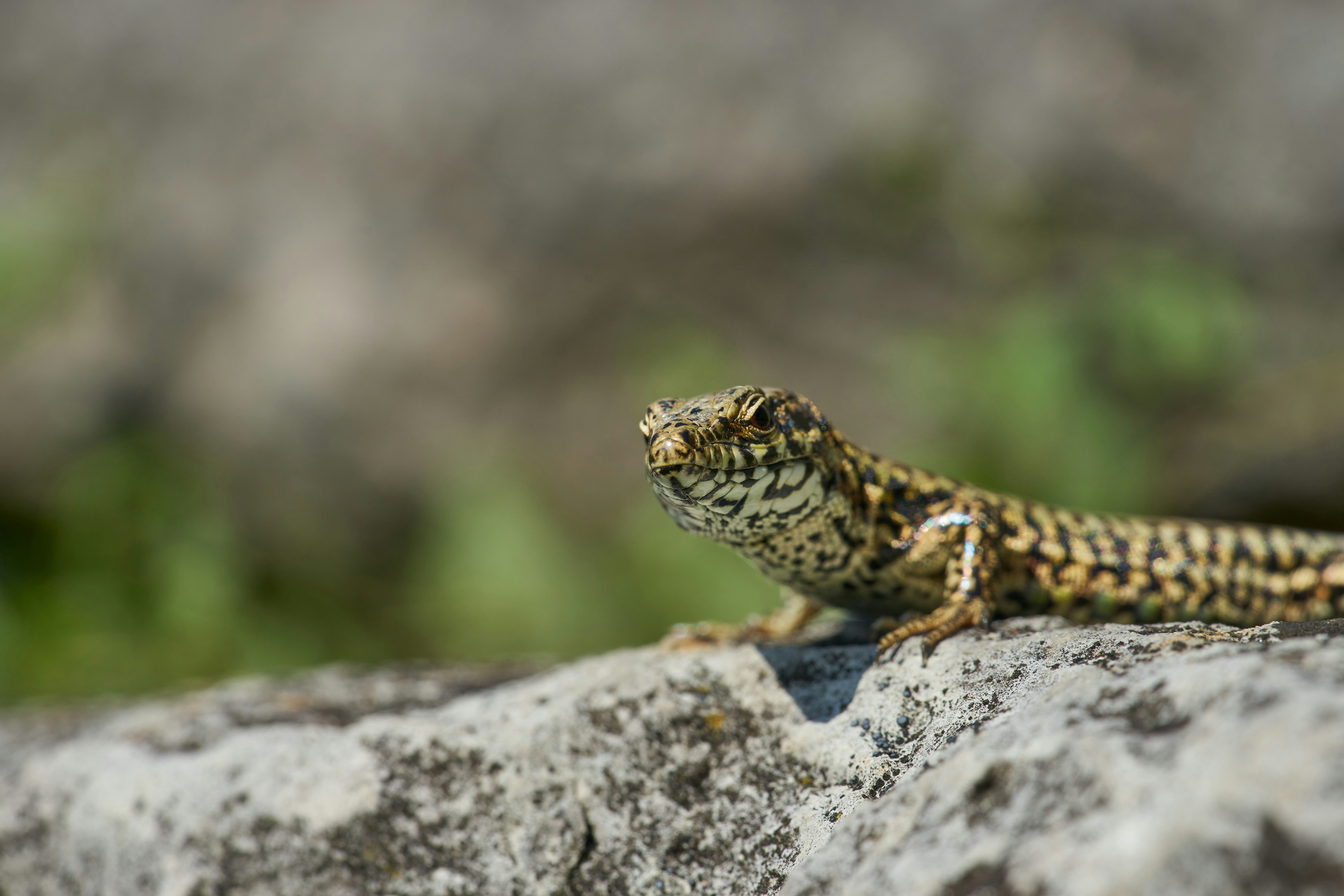 brown and black lizard on gray rock during daytime