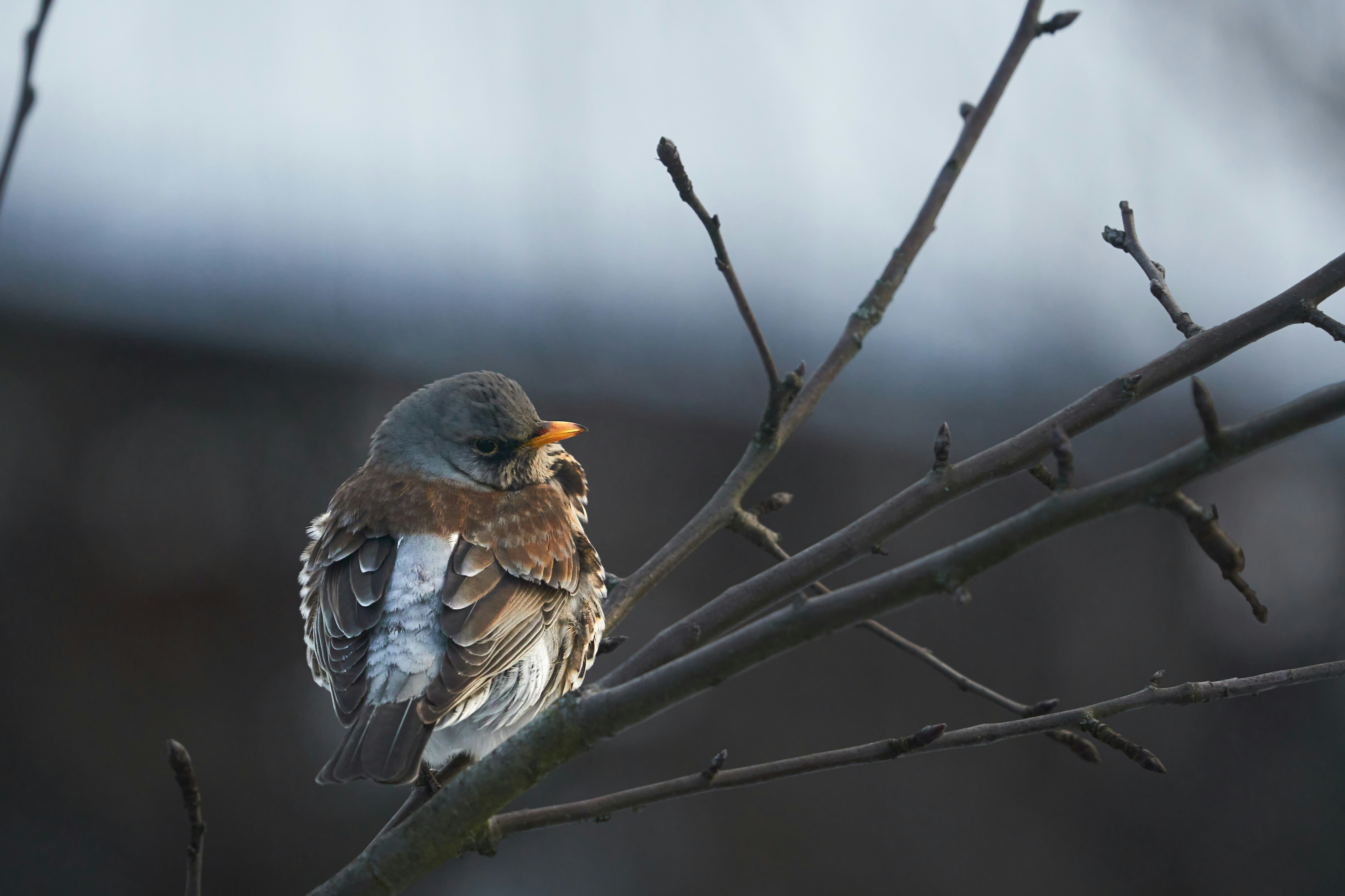 Photo by wolfgang_hasselmann