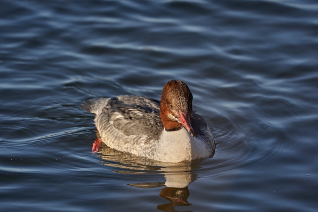 grey duck on water during daytime