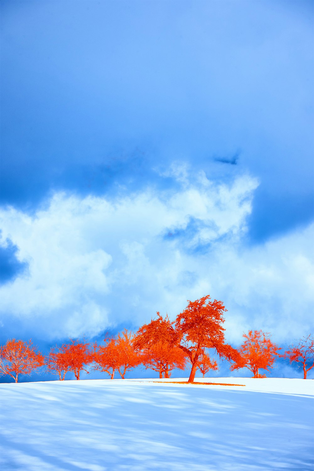 red leaf tree under blue sky