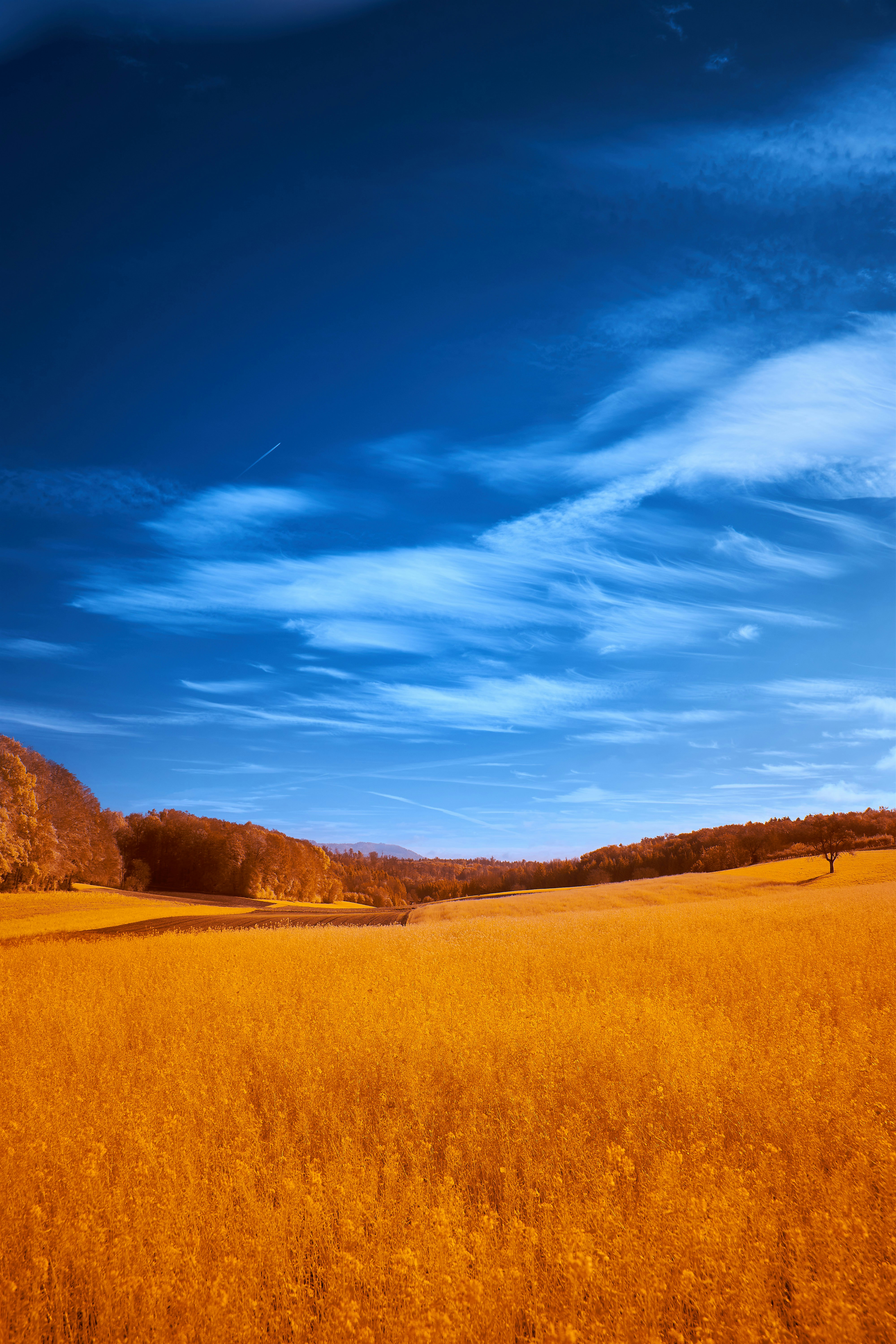 Photo by wolfgang_hasselmann