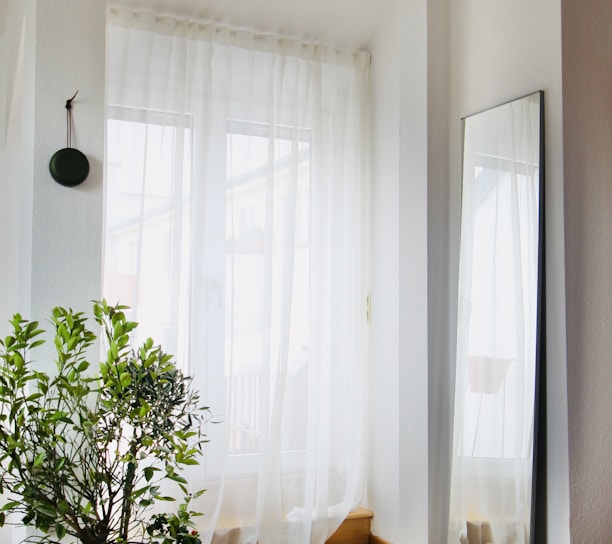 green potted plant near white window curtain