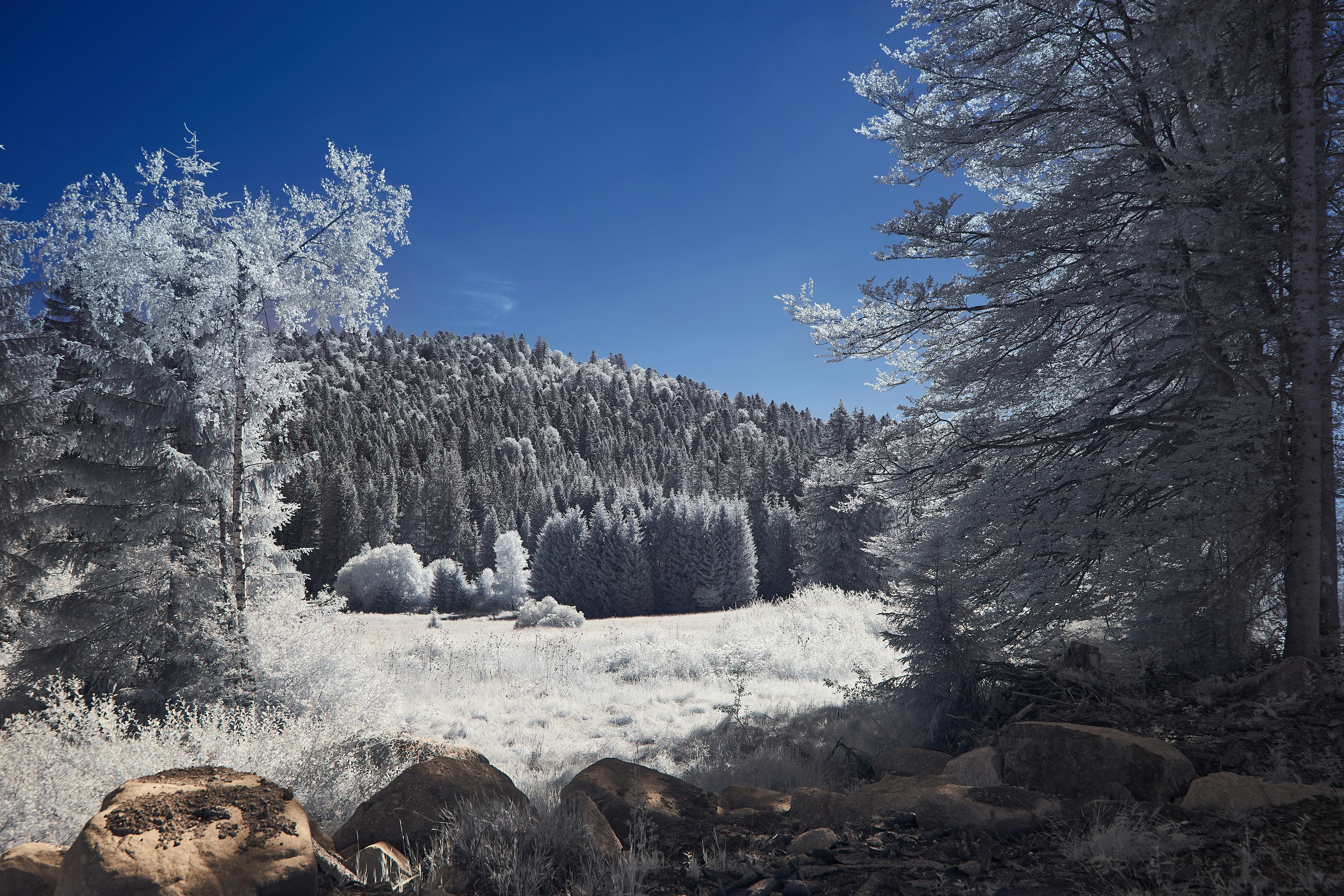 Photo by wolfgang_hasselmann