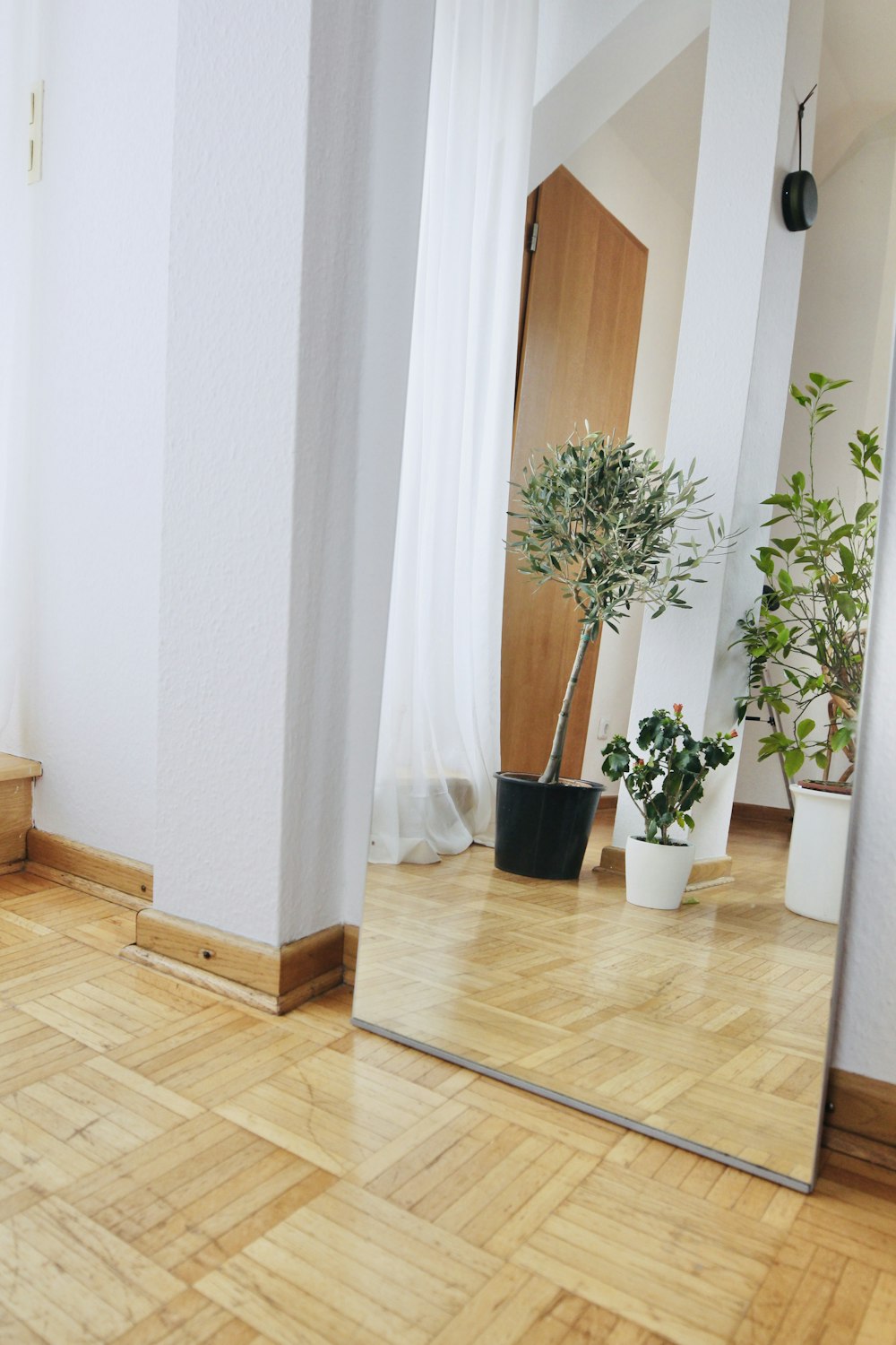 green potted plant on brown wooden floor