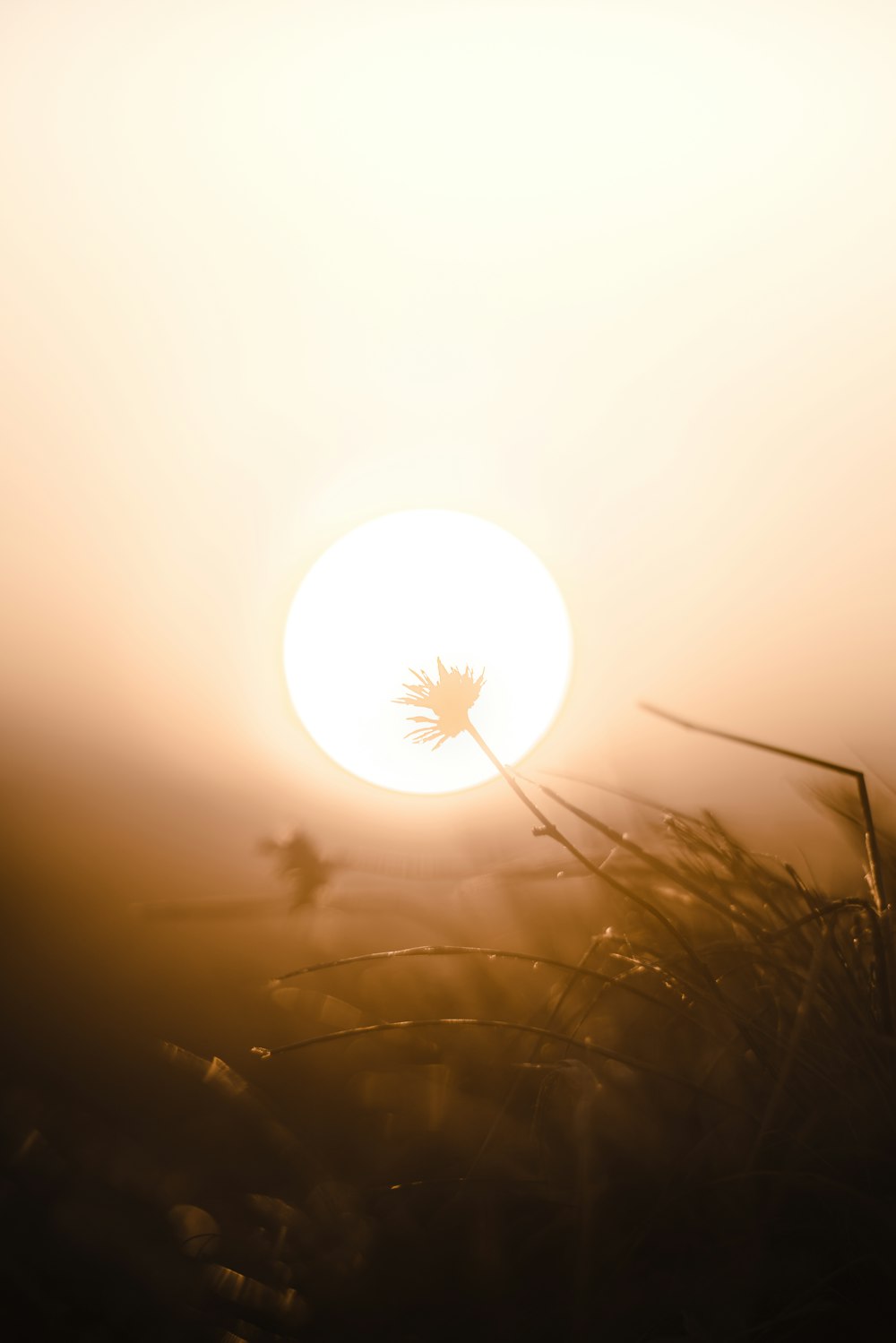 silhouette of grass during sunset