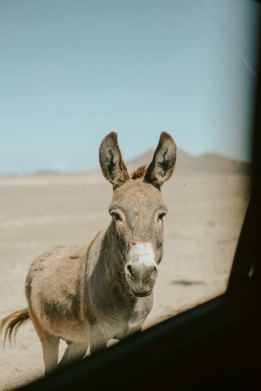 brown and white horse on brown sand during daytime