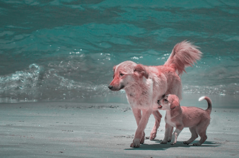 brown short coated dog running on beach during daytime