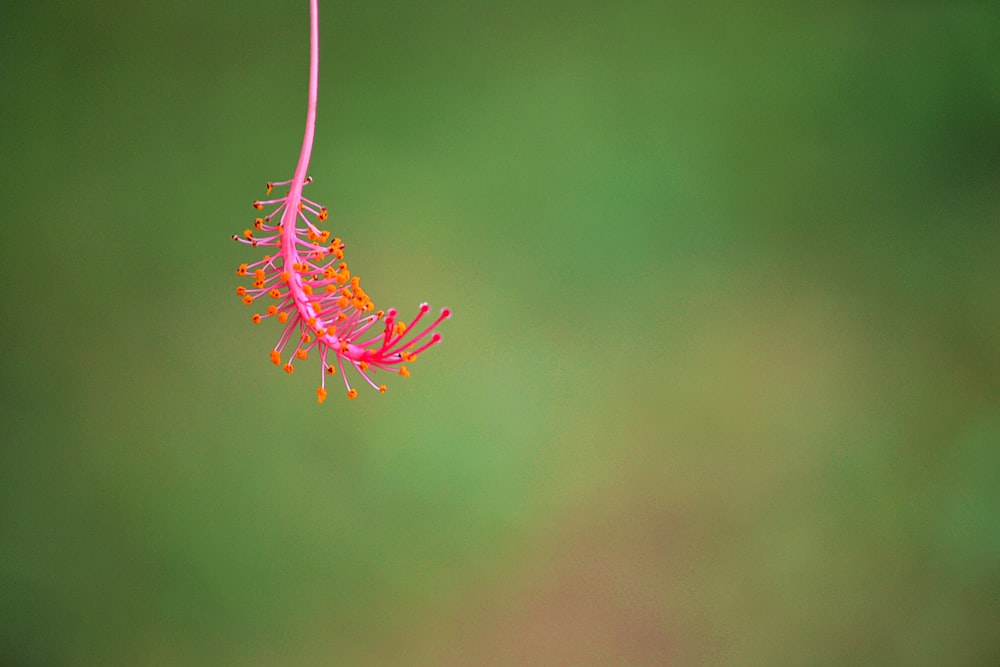 red flower in tilt shift lens