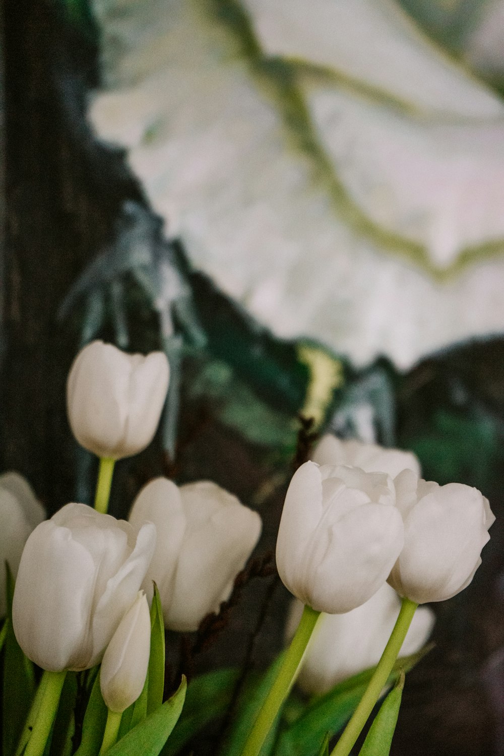 white flowers with green leaves