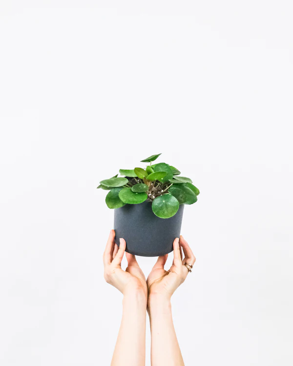 Hands holding a Pilea peperomioides plant