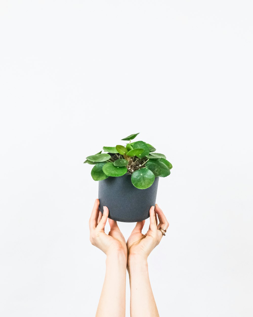 person holding green plant with green leaves
