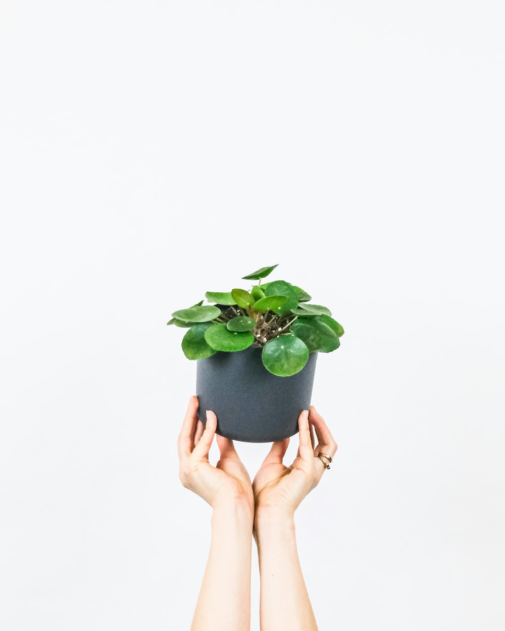 persona sosteniendo una planta verde con hojas verdes