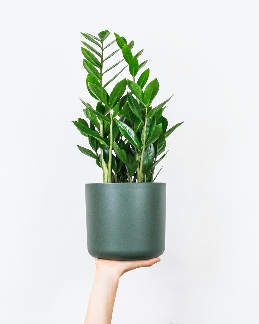 planta verde no vaso de cerâmica azul