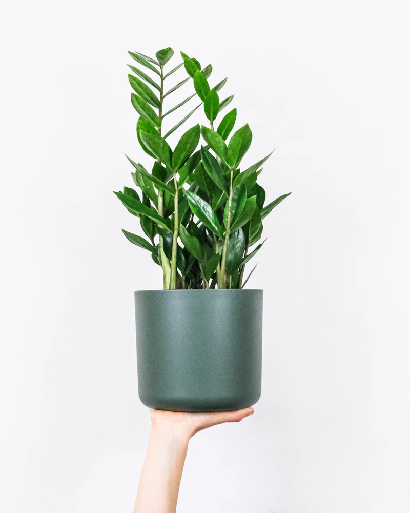 Zamioculcas zamiifolia rooted lot cleared for the zone 9–11 ship window
