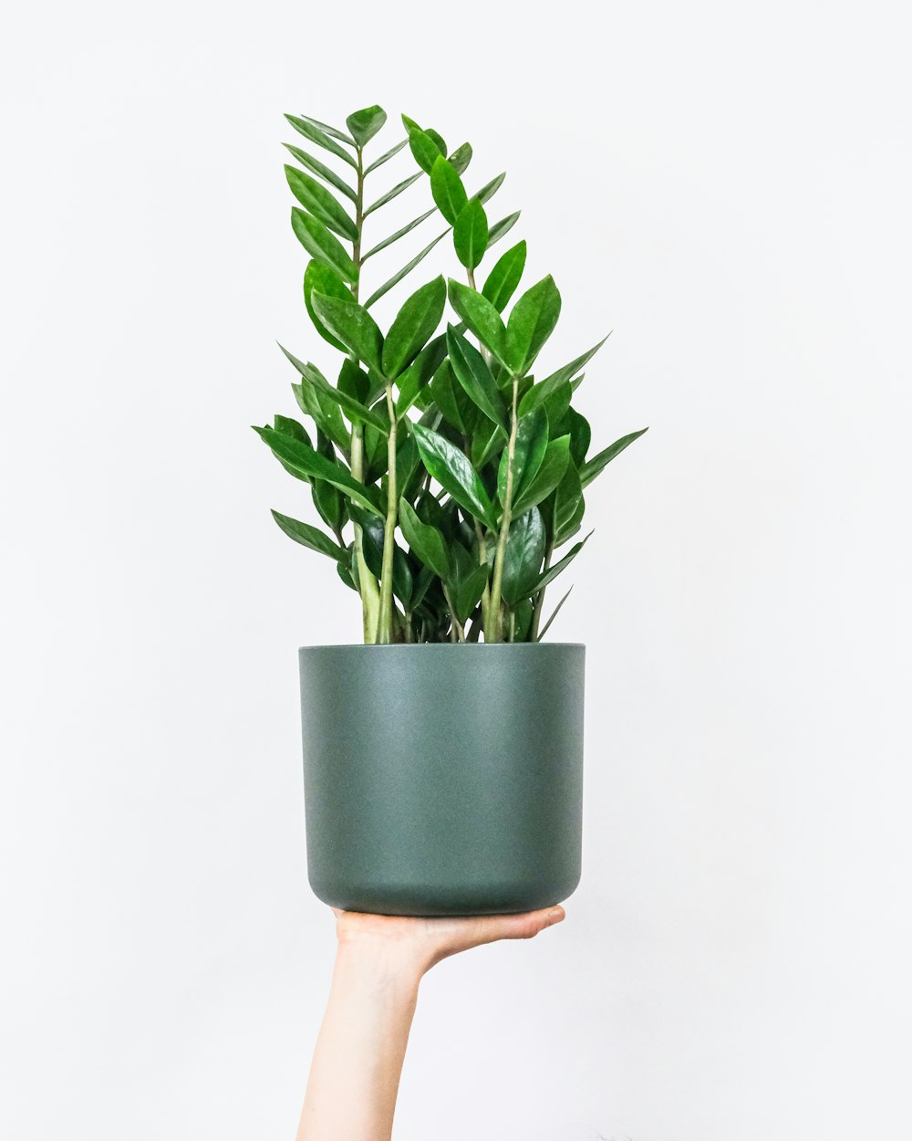 Planta verde en maceta de cerámica azul