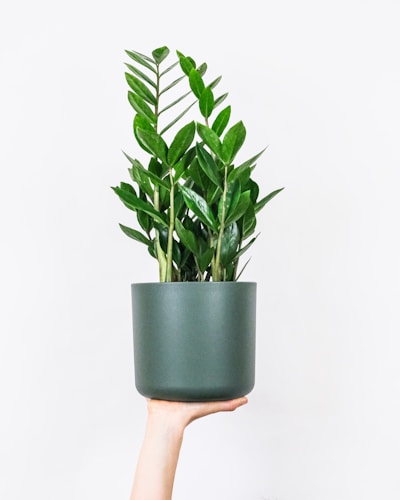 Monstera