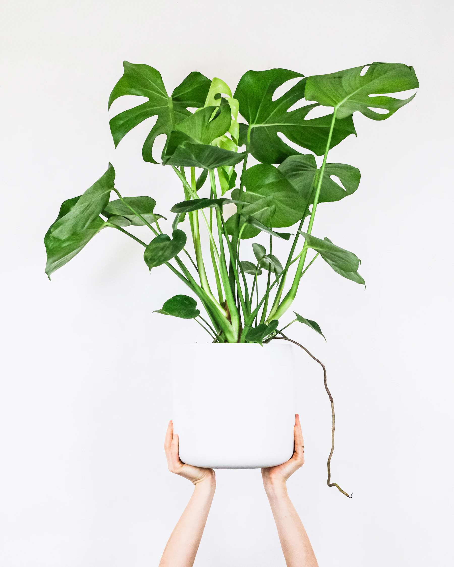 Détail d'une feuille de Monstera deliciosa fenêtrée