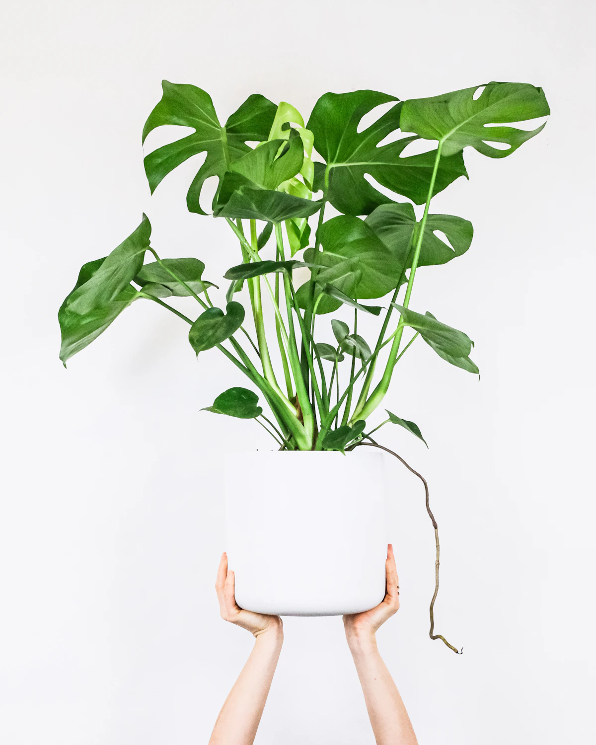 Monstera deliciosa plant with large split green leaves