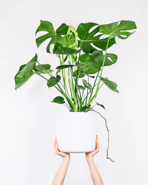 Bougenville Variegata