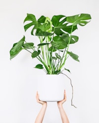 Monstera deliciosa en pot
