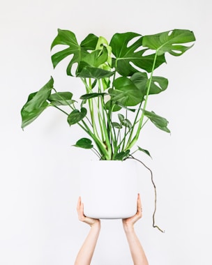 Indoor plant styling