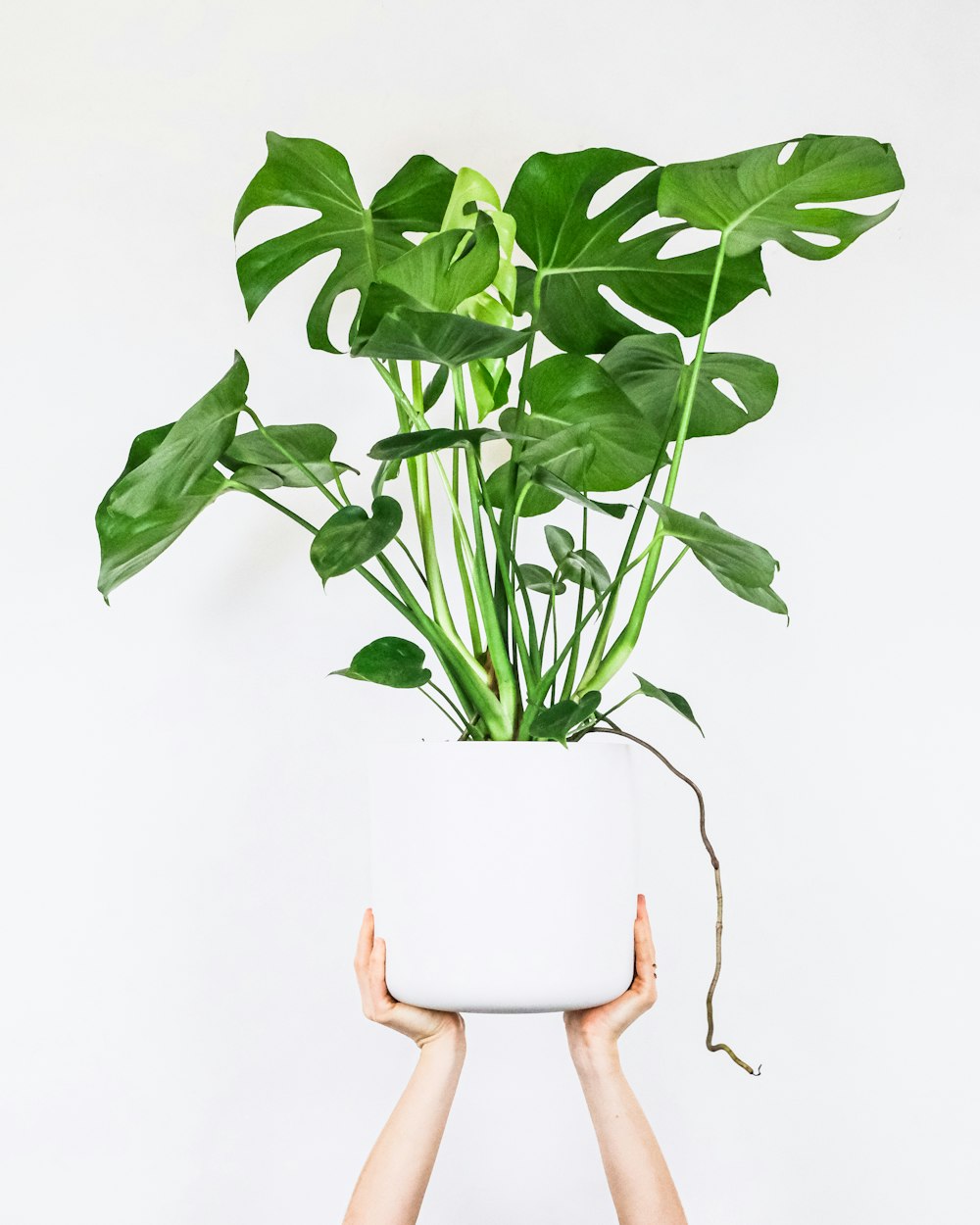 Planta verde en maceta de cerámica blanca