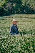 A person wearing a wide-brimmed hat and a dark jacket stands in the middle of a lush green field, likely engaged in agricultural work. The background features dense trees and a clear, well-maintained field with visible rows of plants.