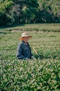 A person wearing a wide-brimmed hat and a dark jacket stands in the middle of a lush green field, likely engaged in agricultural work. The background features dense trees and a clear, well-maintained field with visible rows of plants.