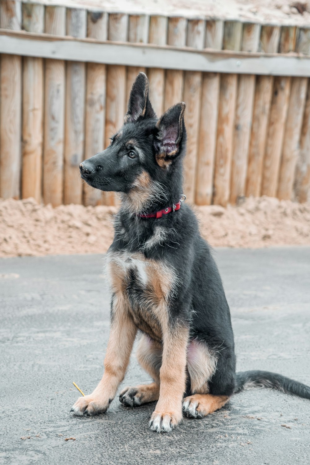 black and tan german shepherd sitting on gray concrete floor during daytime