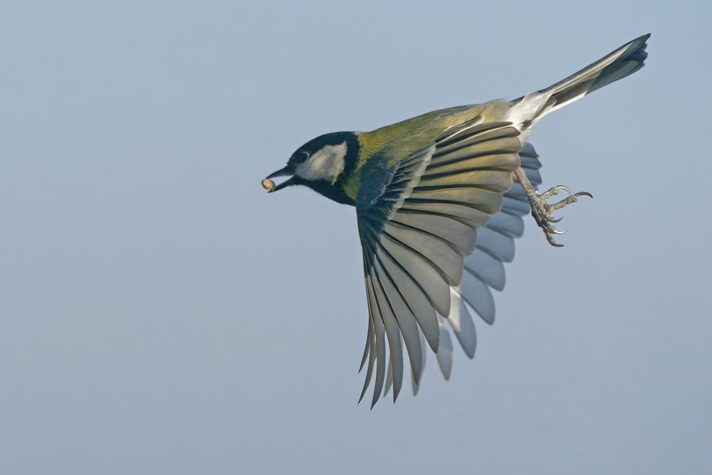 blue and green bird flying during daytime