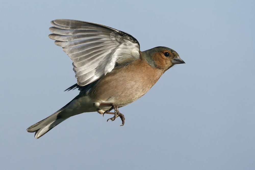 brown and white bird on tree branch