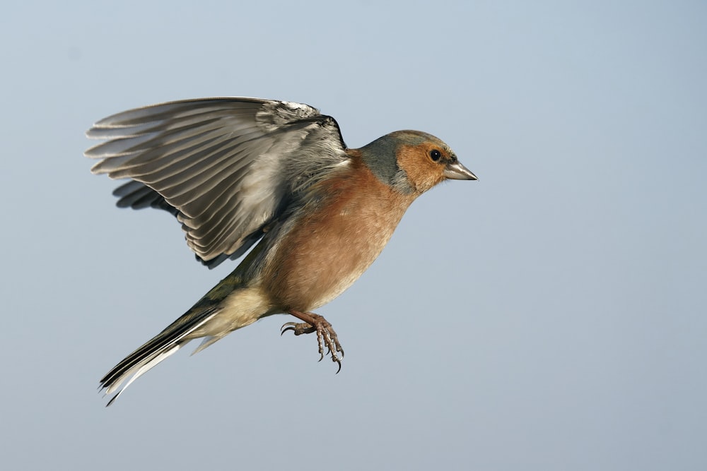 brown and gray bird on tree branch