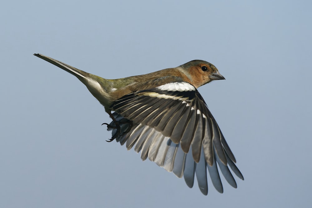 brown and white bird flying