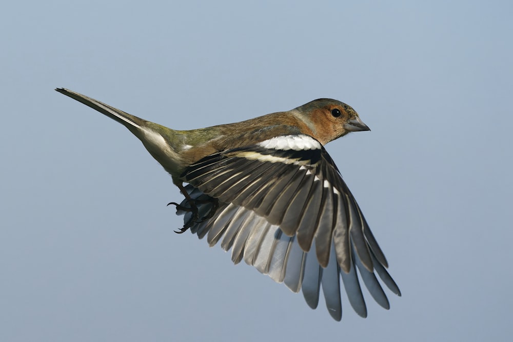 pájaro marrón y blanco volando