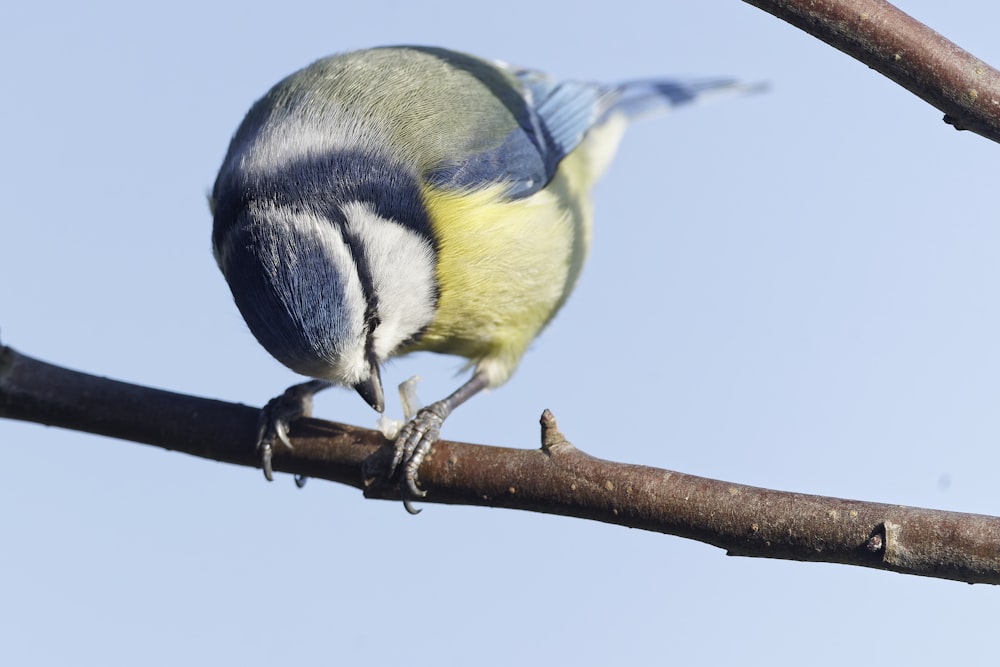 pássaro azul amarelo e branco no galho marrom da árvore