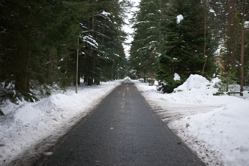 gray road between green trees covered with snow during daytime