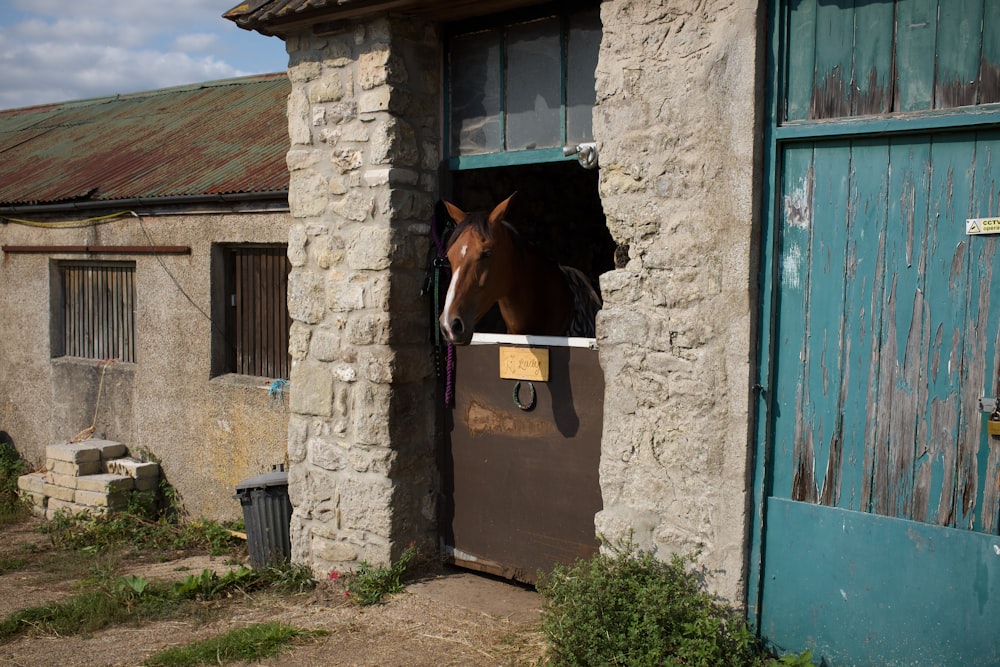 brown horse in front of blue wooden door