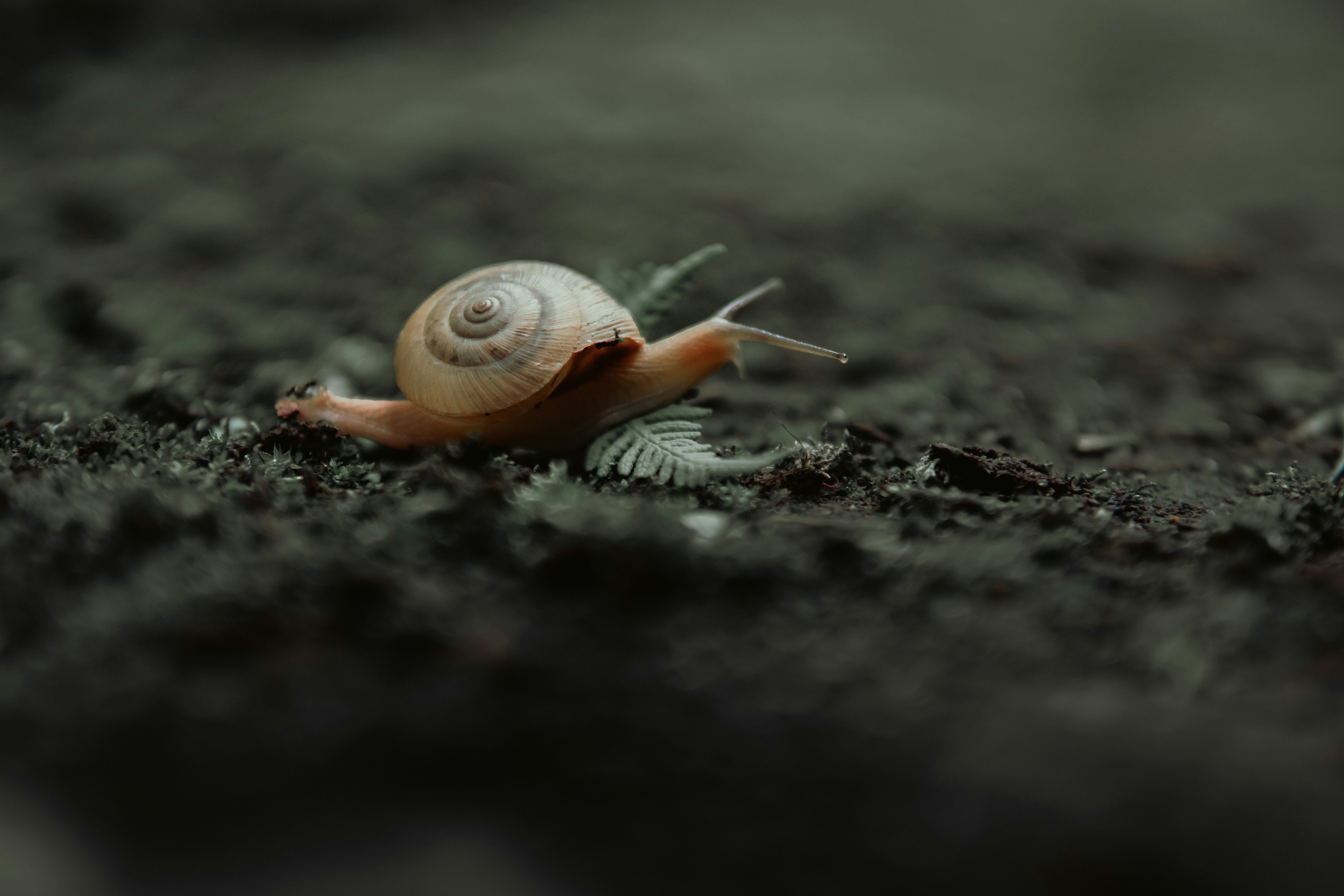Snail Wallpaper Pictures | Download Free Images on Unsplash