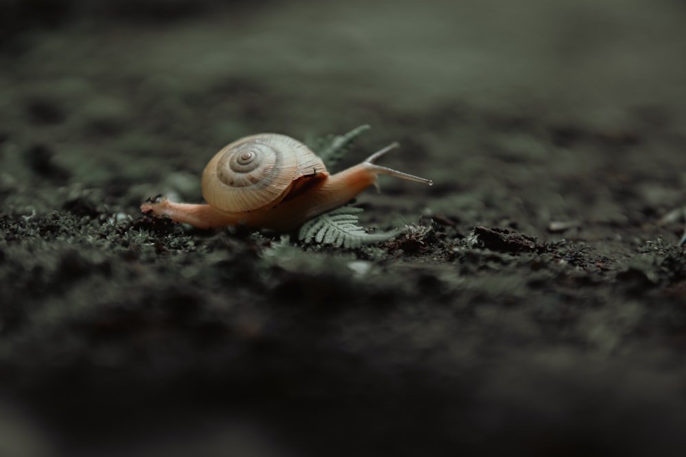 brown snail on black soil
