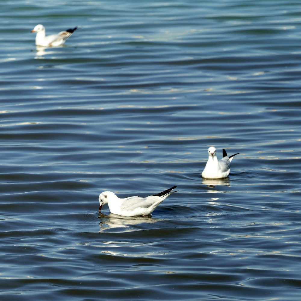 two white birds on water during daytime