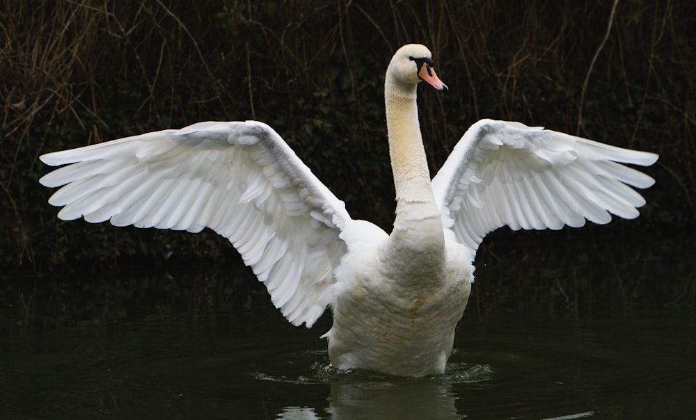 昼間の水上の白い白鳥